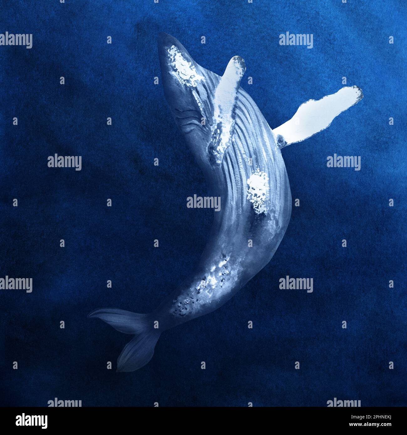 Hand drawn watercolor humpback whale. A part of the big ICELANDIC set ...