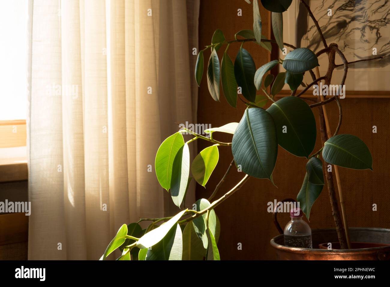 le foglie di una bella pianta da appartamento con gocce d'acqua Stock Photo