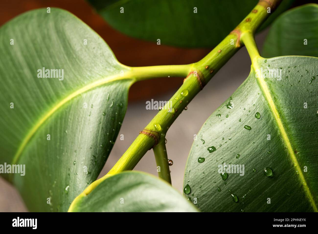 le foglie di una bella pianta da appartamento con gocce d'acqua Stock Photo