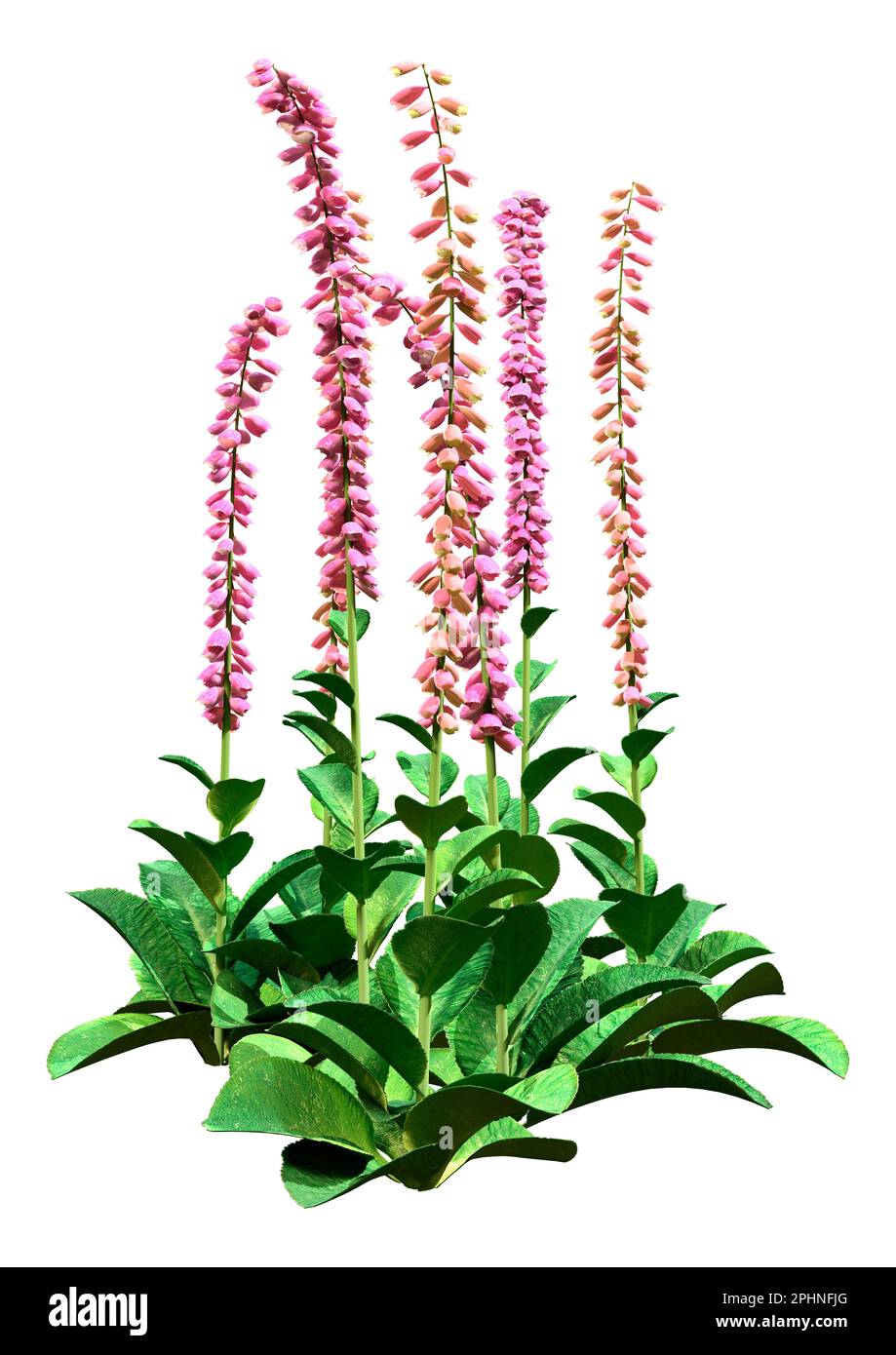 3D rendering of foxglove plants or Digitalis purpurea or common