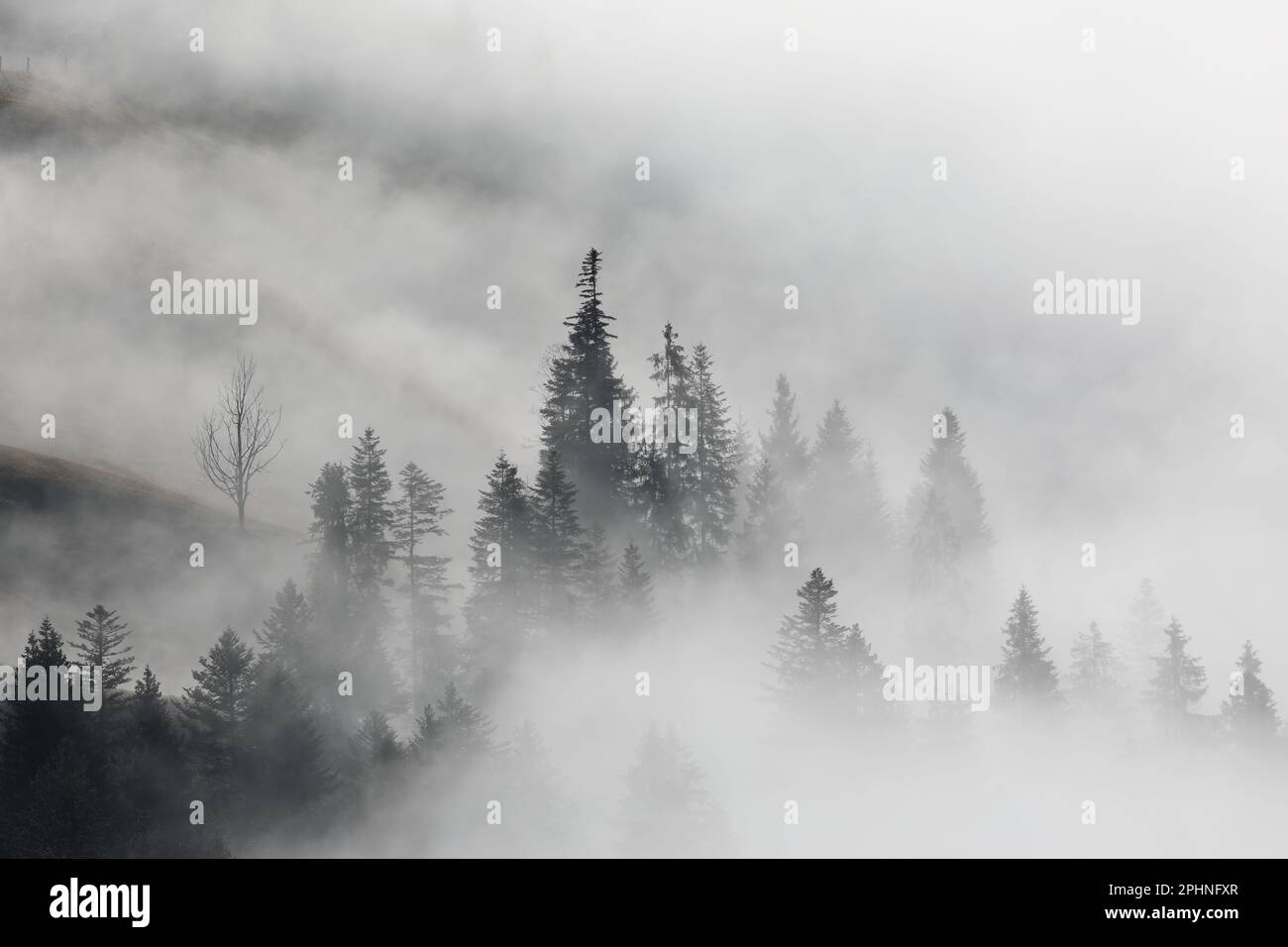 Wald im Nebel,  Rmu Foto Stock Photo