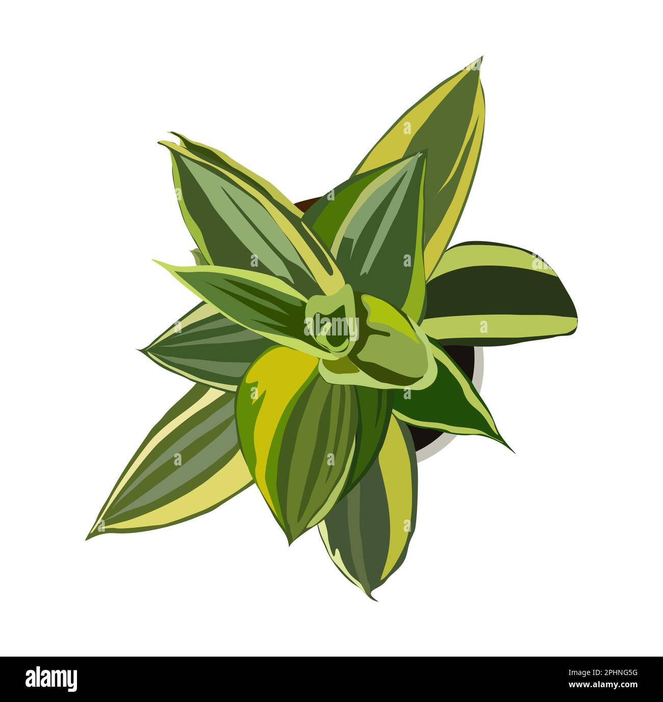 Plant Top View Vector