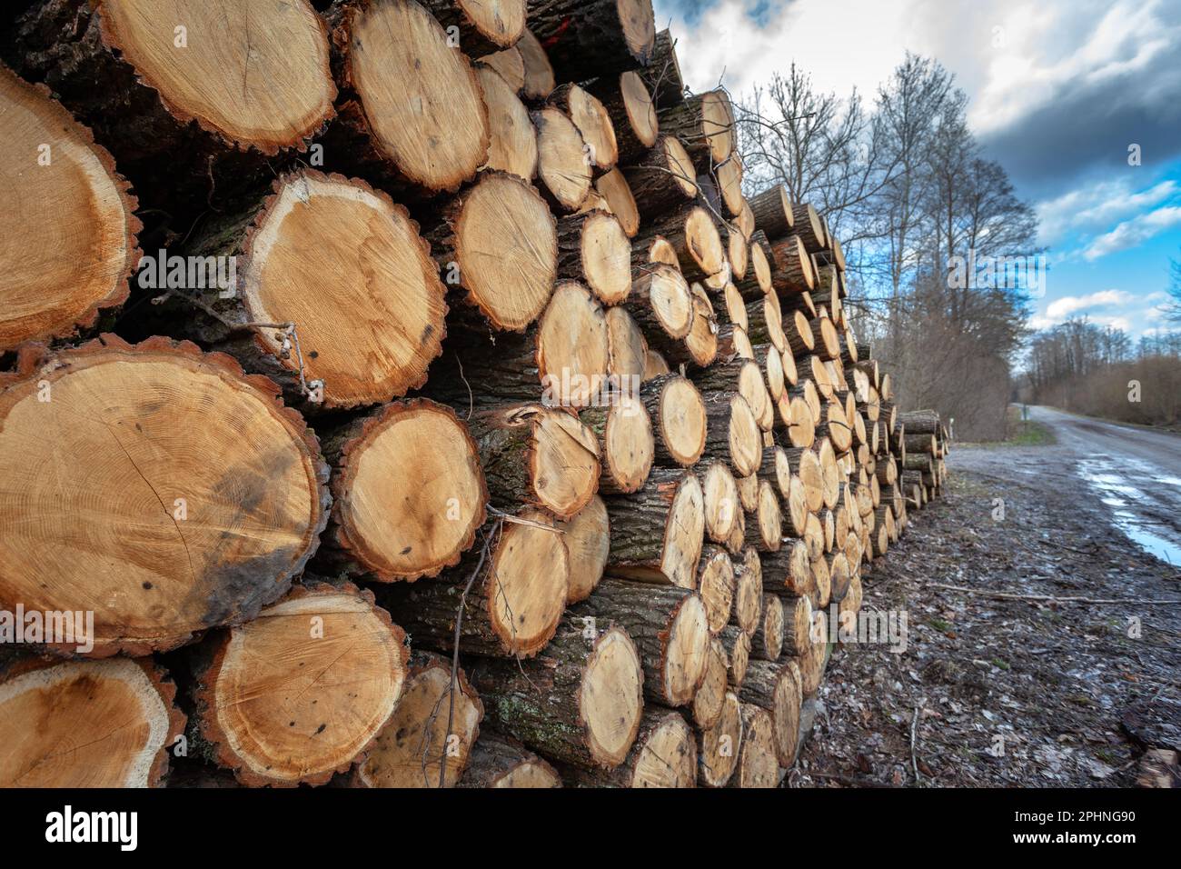 Pile cut tree hi-res stock photography and images - Alamy