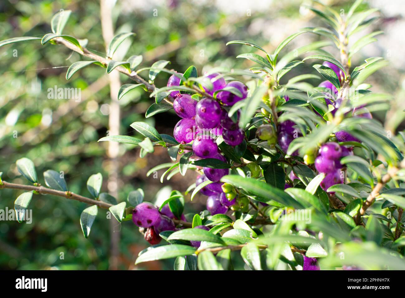 Evergreen Decorative Hedge Lonicera Pileata with Glossy Leaves, Box