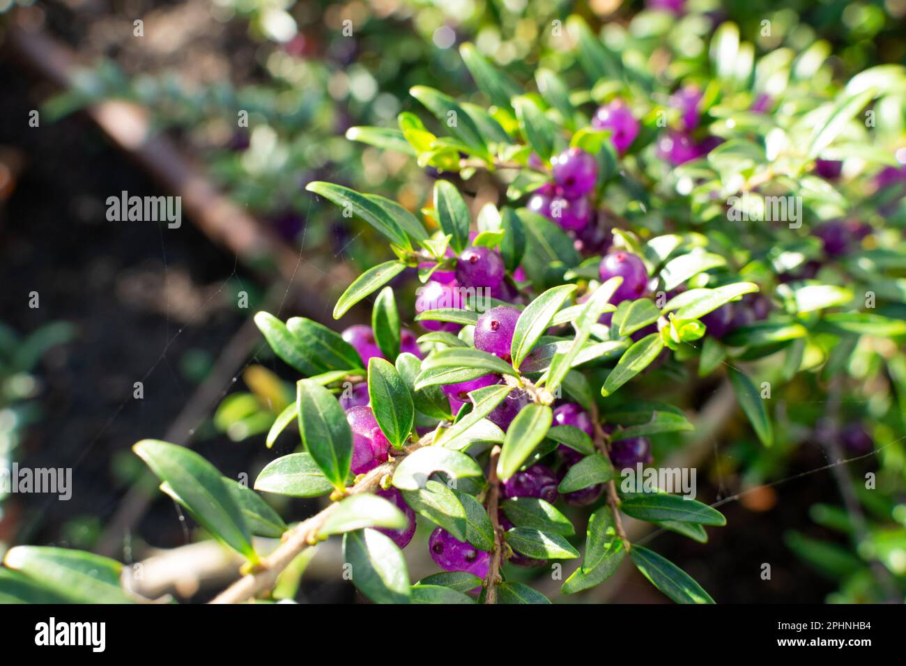 Evergreen Decorative Hedge Lonicera Pileata with Glossy Leaves, Box Leaved Honeysuckle or Privet Honeysuckle Purple Berries Stock Photo