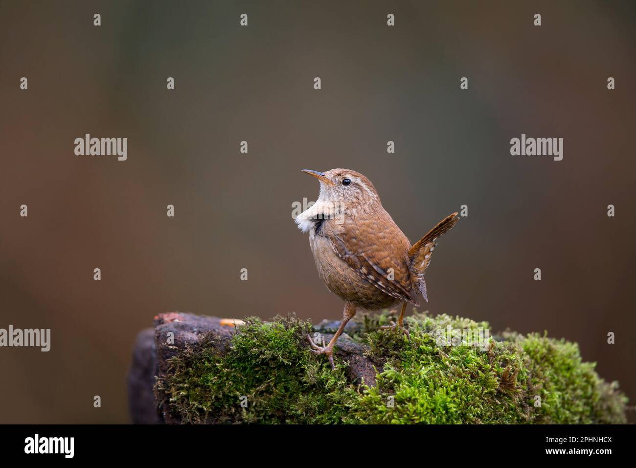 Detailed close up of a wild, UK wren bird (Troglodytes troglodytes) standing isolated on a moss-covered log in natural woodland habitat. Stock Photo