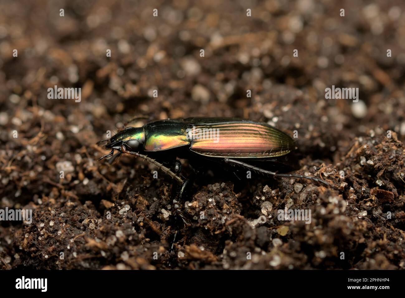 A male groundbeetle (Poecilus versicolor) on soil, shiny, metallic, macro photography, insects Stock Photo