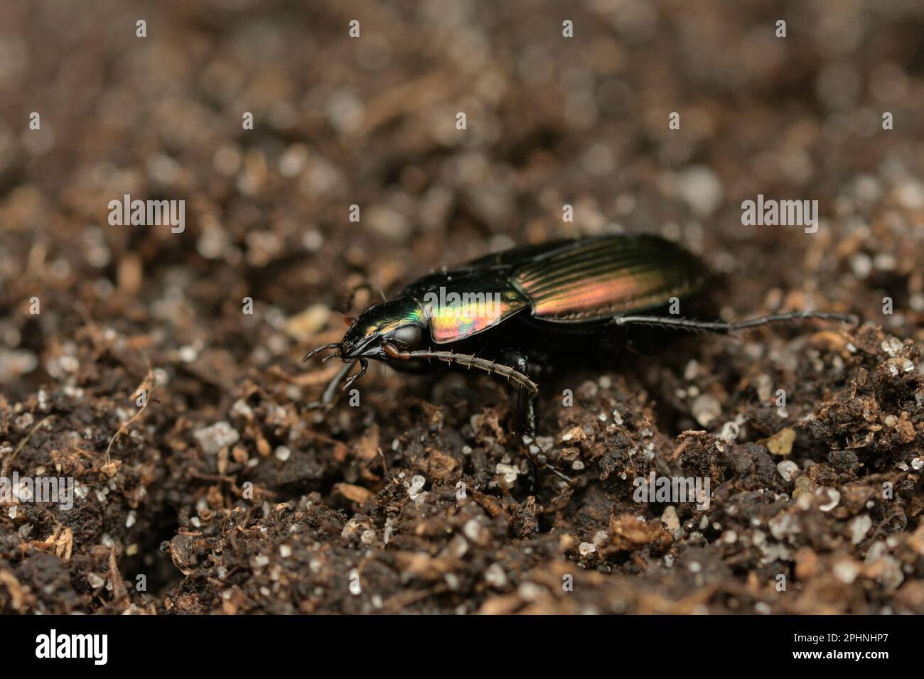 A male groundbeetle (Poecilus versicolor) on soil, shiny, metallic, macro photography, insects Stock Photo