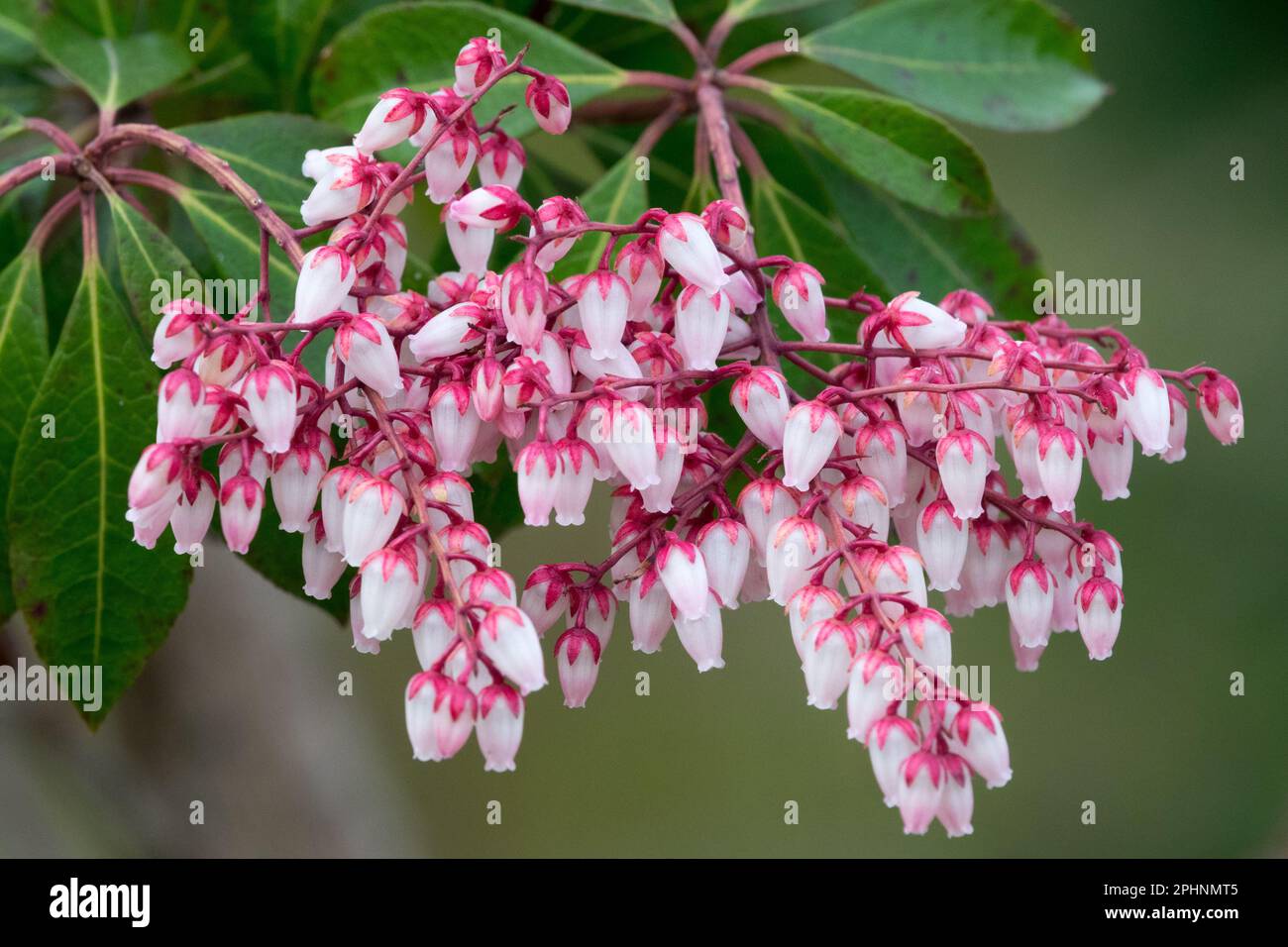Pieris japonica 'Dorothy Wyckoff', Blooms, Lily of the Valley Shrub, Japanese Pieris Plant Bell-shaped flowers Stock Photo