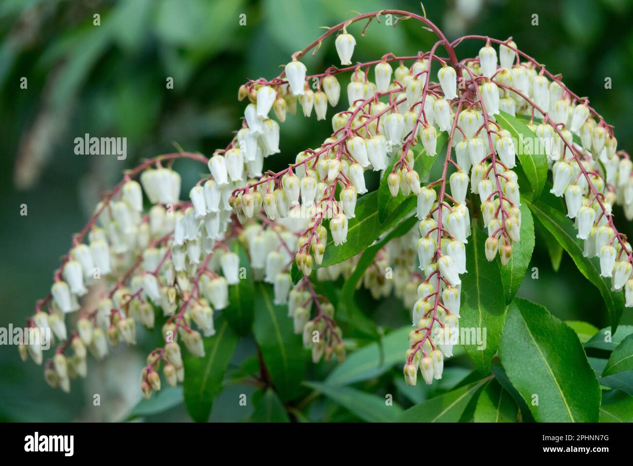 Pieris japonica 'Weeping Groom', Lily of the Valley Shrub Stock Photo
