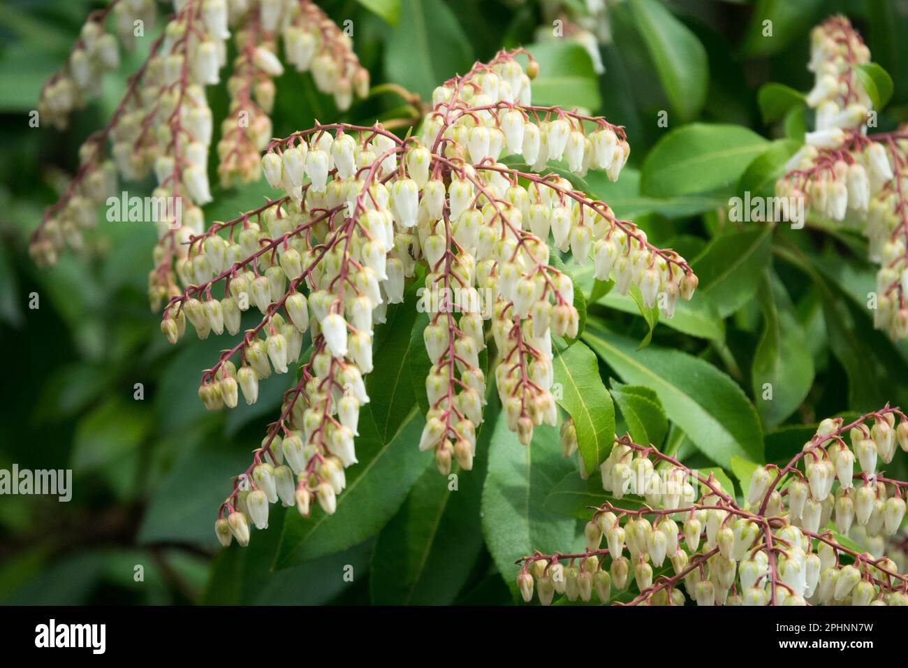 Lily of the Valley Shrub, Spring, Pieris, Plant, Flowering Pieris Weeping Groom Stock Photo
