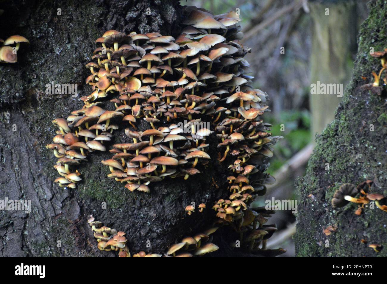 Brown Mica Cap (Coprinellus Micaceus) Mushrooms growing on a Dead Tree in Boilton Wood at Brockholes Nature Reserve, Preston, Lancashire, England, UK. Stock Photo