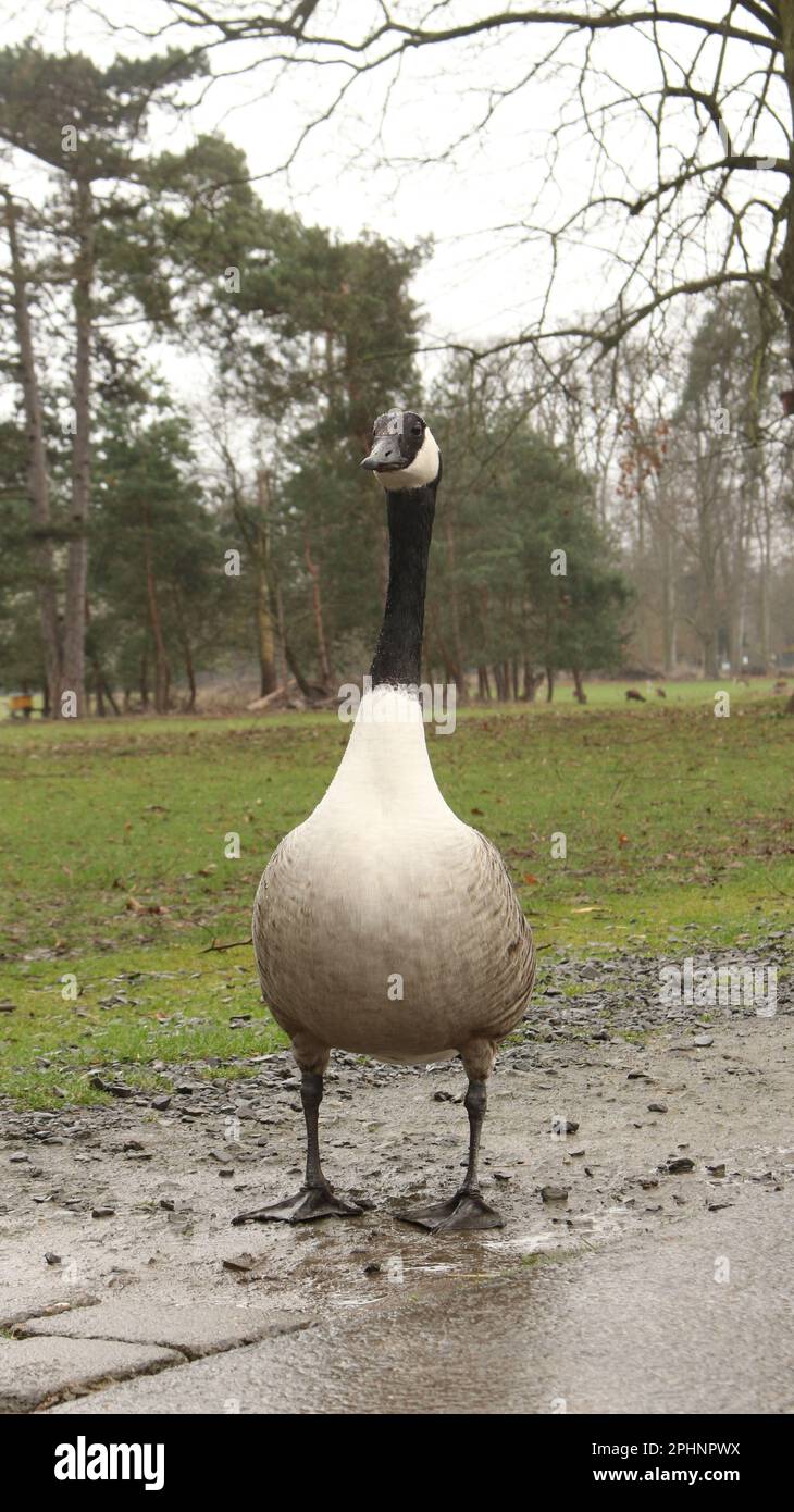 Canada goose madrid zoo cheap
