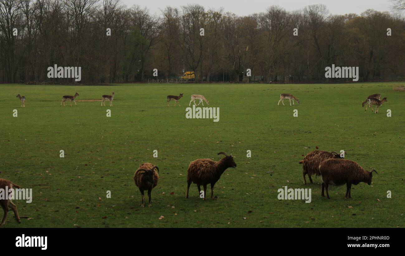 Open Wide Zoo in Cologne, Germany Stock Photo - Alamy