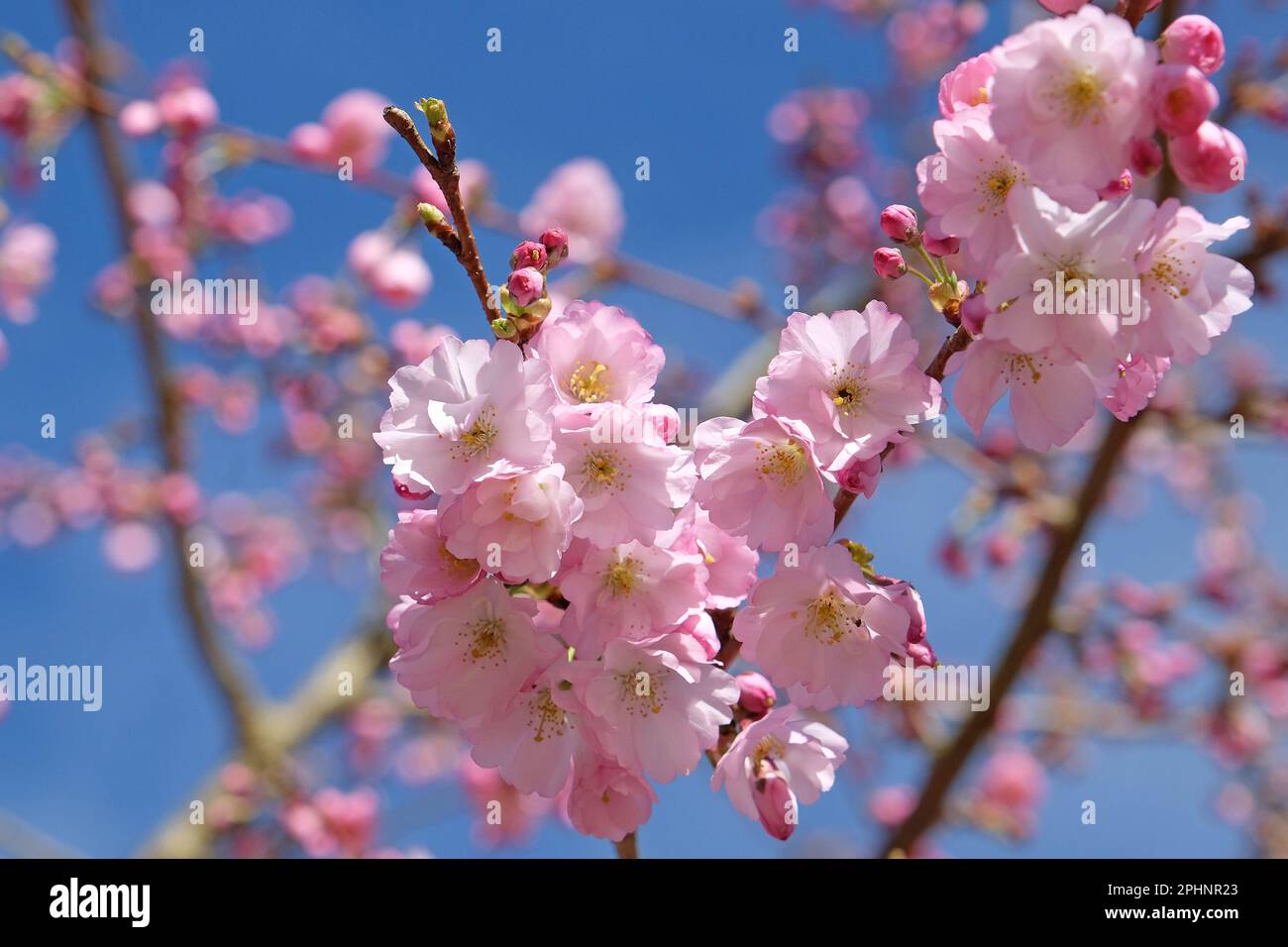 Cherry tree, Prunus serrulata 'Accolade' in flower. Stock Photo