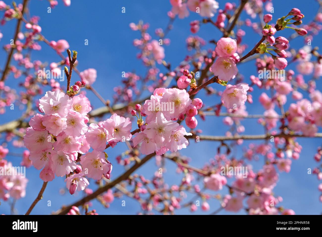Cherry tree, Prunus serrulata 'Accolade' in flower. Stock Photo