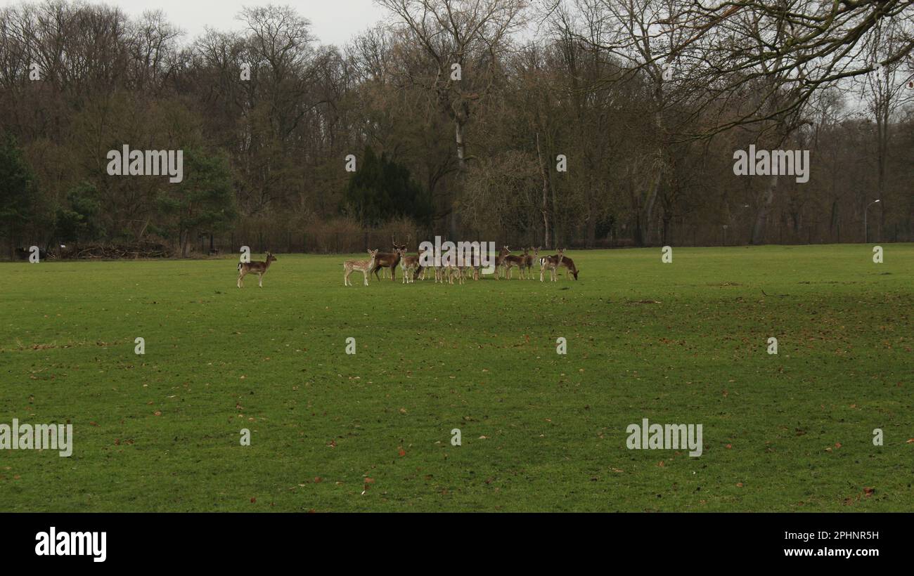 Open Wide Zoo in Cologne, Germany Stock Photo - Alamy
