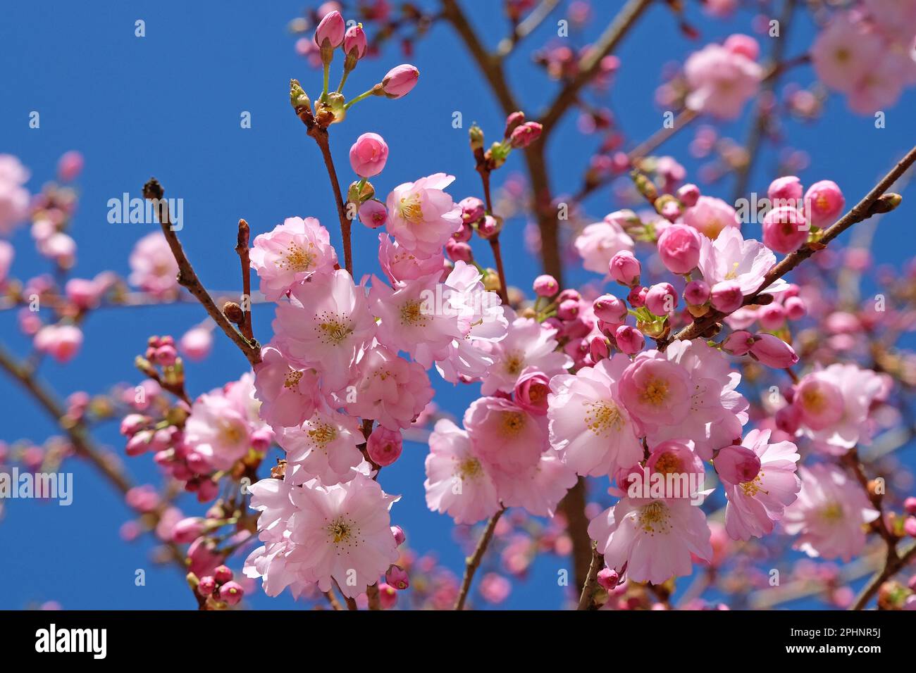 Cherry tree, Prunus serrulata 'Accolade' in flower Stock Photo - Alamy