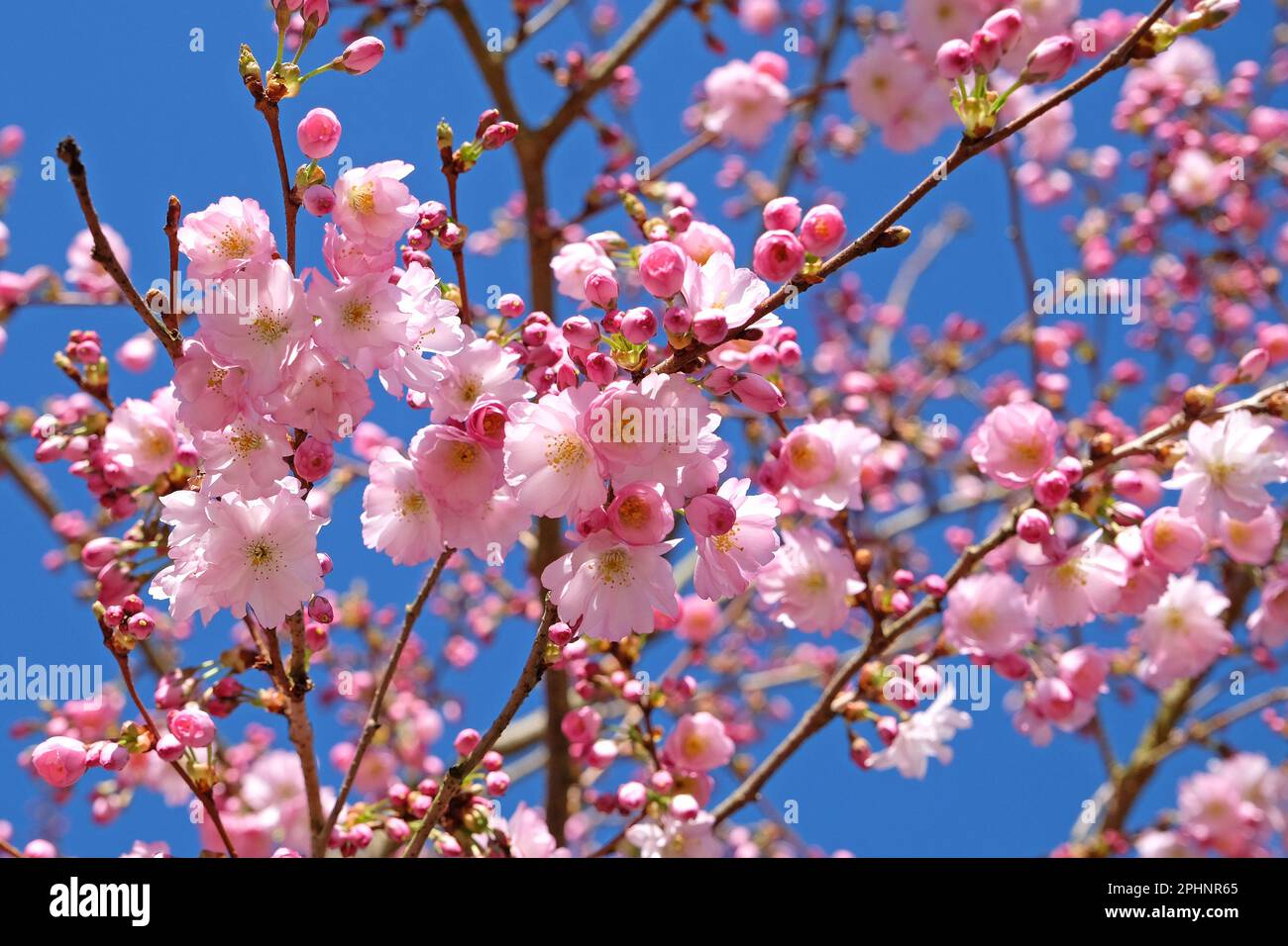 Cherry tree, Prunus serrulata 'Accolade' in flower. Stock Photo