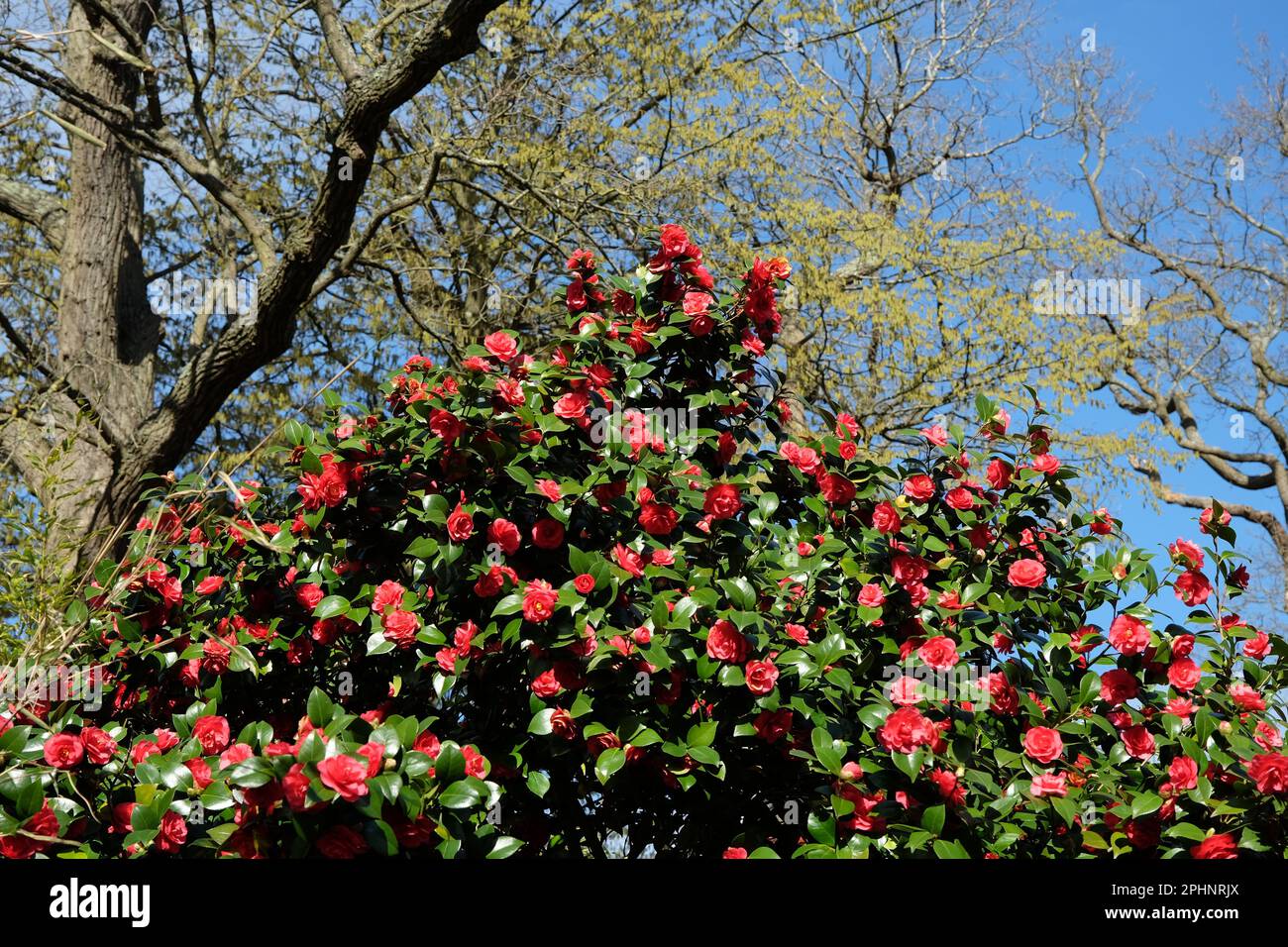 efeutute stehend Gefleckte Efeutute kaufen | Scindapsus 'Trebie'