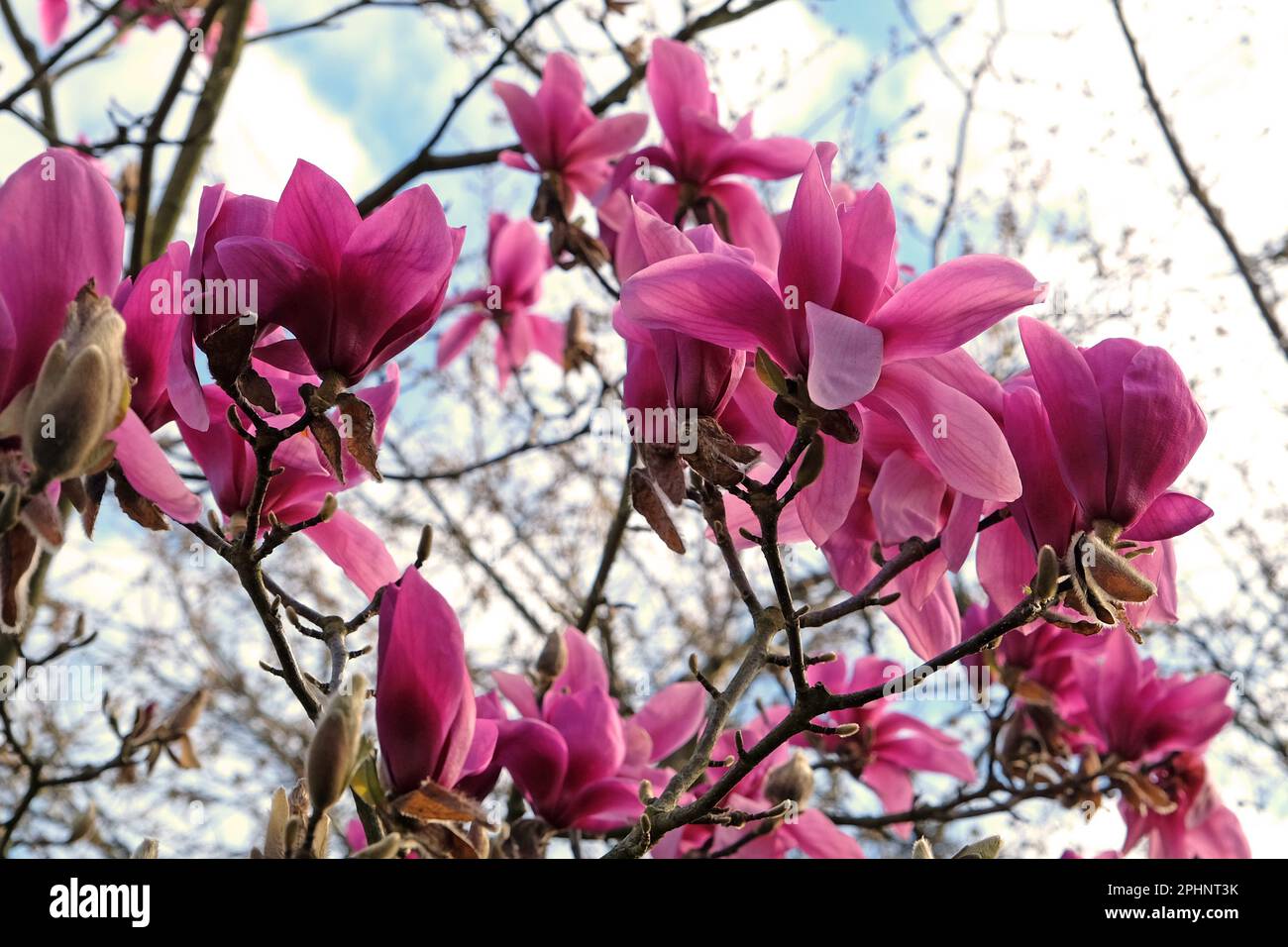 Purple Magnolia 'Ruth' in flower. Stock Photo
