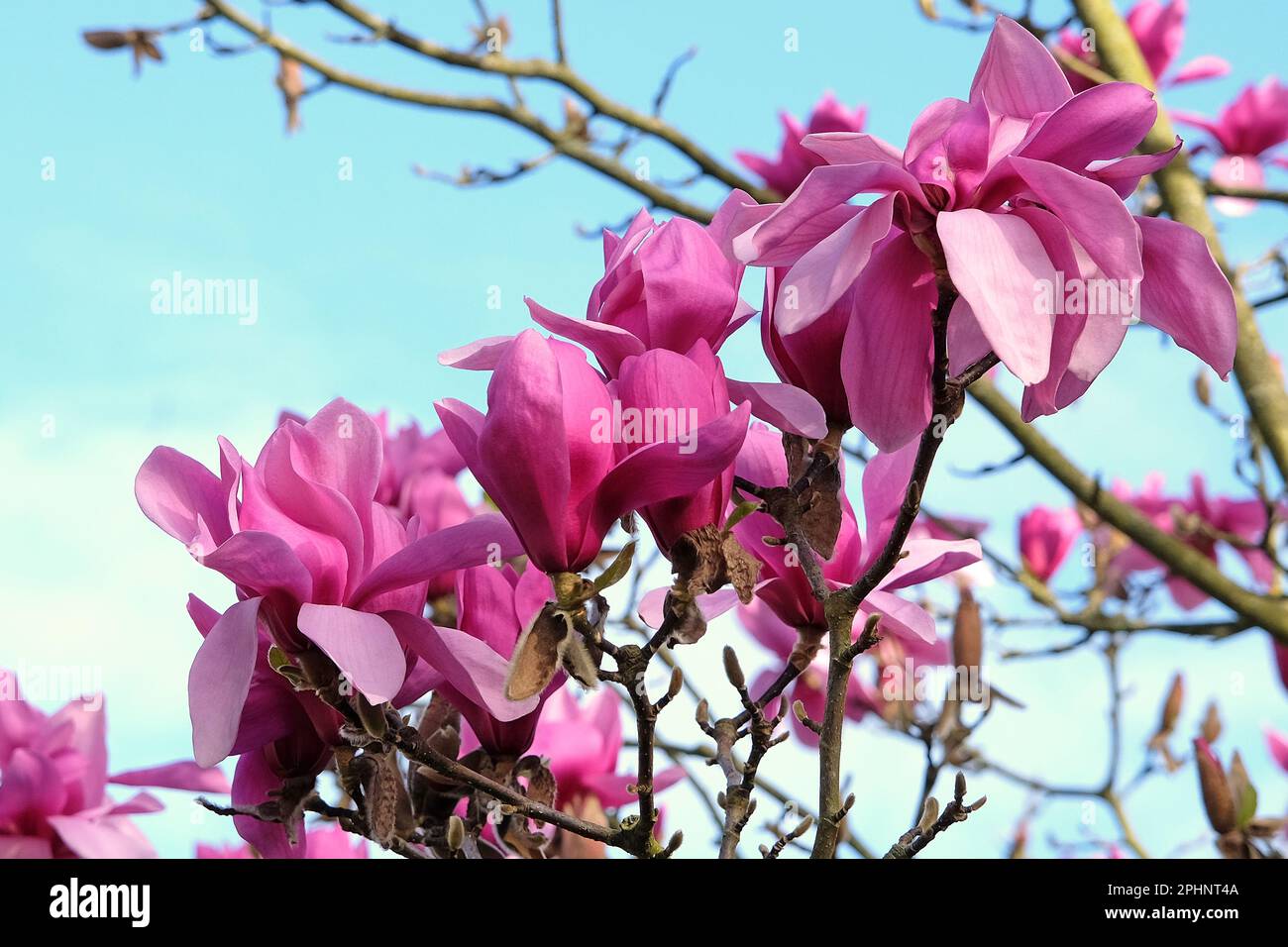 Purple Magnolia 'Ruth' in flower. Stock Photo
