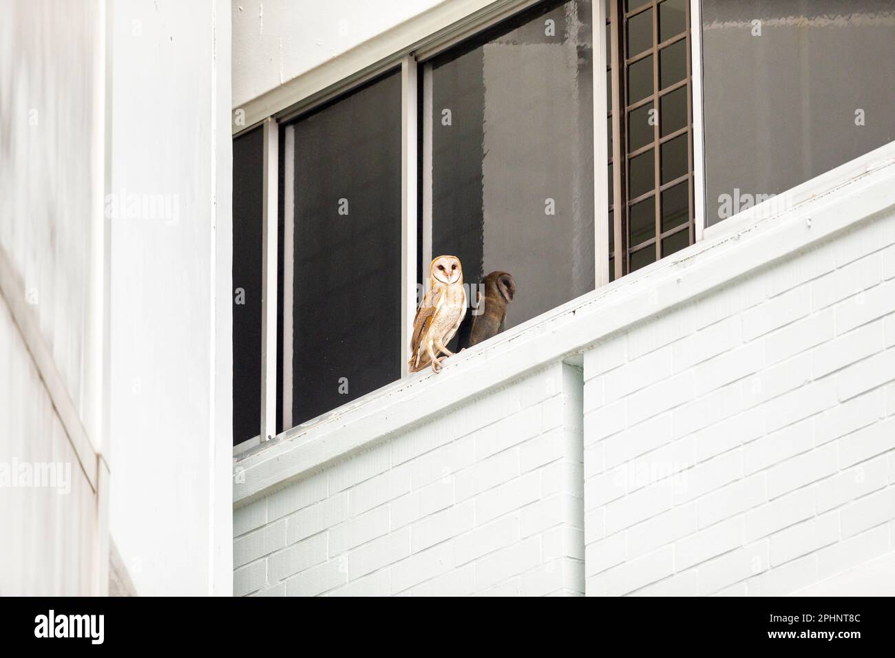 A barn owl, a rare sight in Singapore, perches on the window ledge of an apartment block in a public housing estate after being disturbed by hornbills Stock Photo