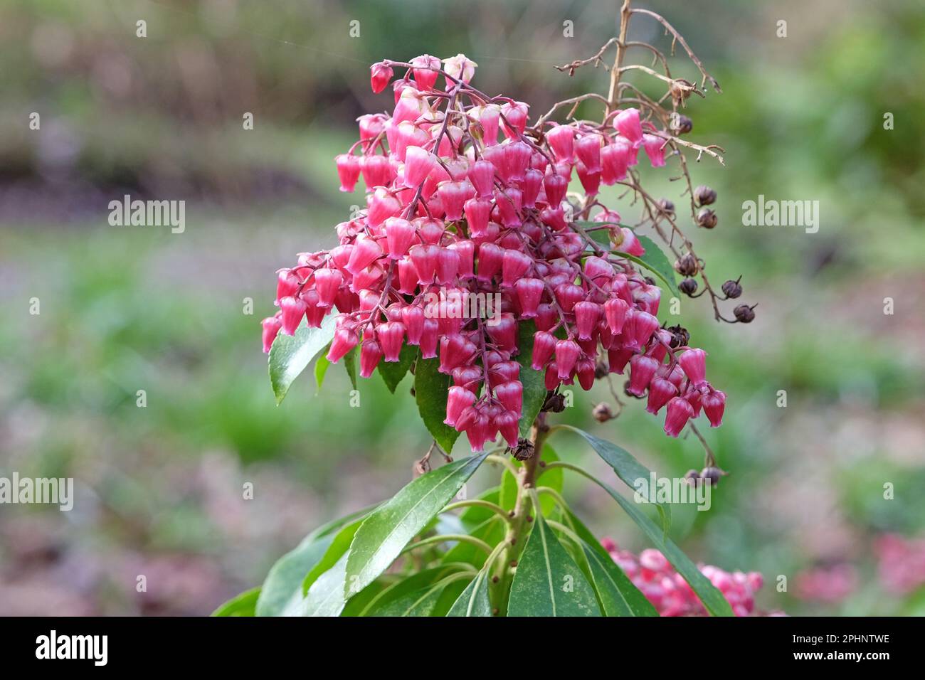 Pieris japonica Valley Valentine' in flower. Stock Photo