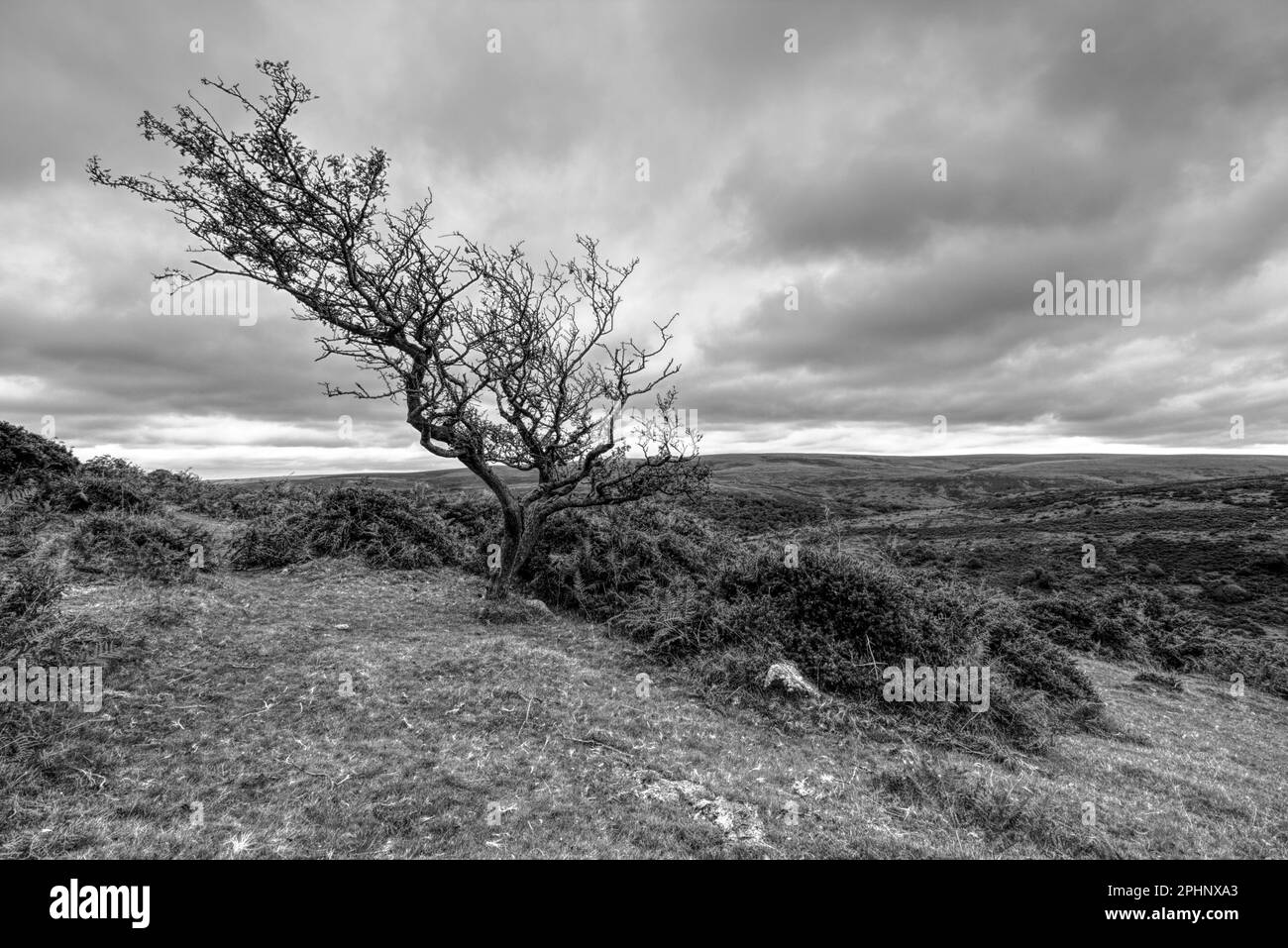 A lone, barren tree standing atop a grassy hill, surrounded by rolling hills in the vast landscape Stock Photo