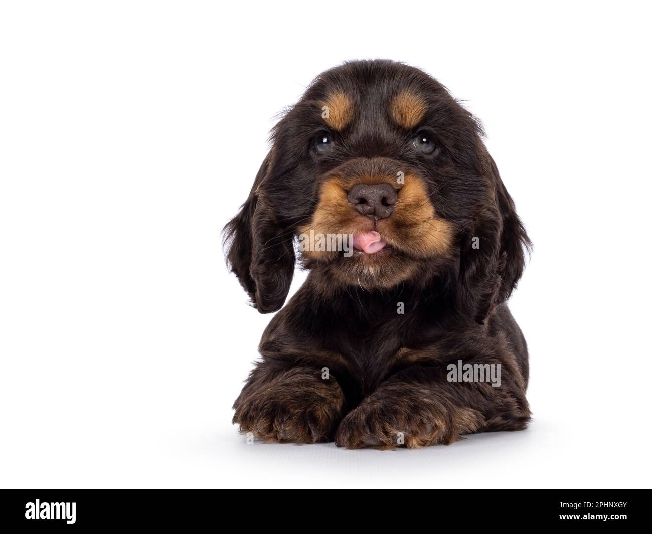 Adorable choc and tan English Coclerspaniel dog puppy, laying down facing front. Sticking out tongue. Looking towards camera, isolated on a white back Stock Photo