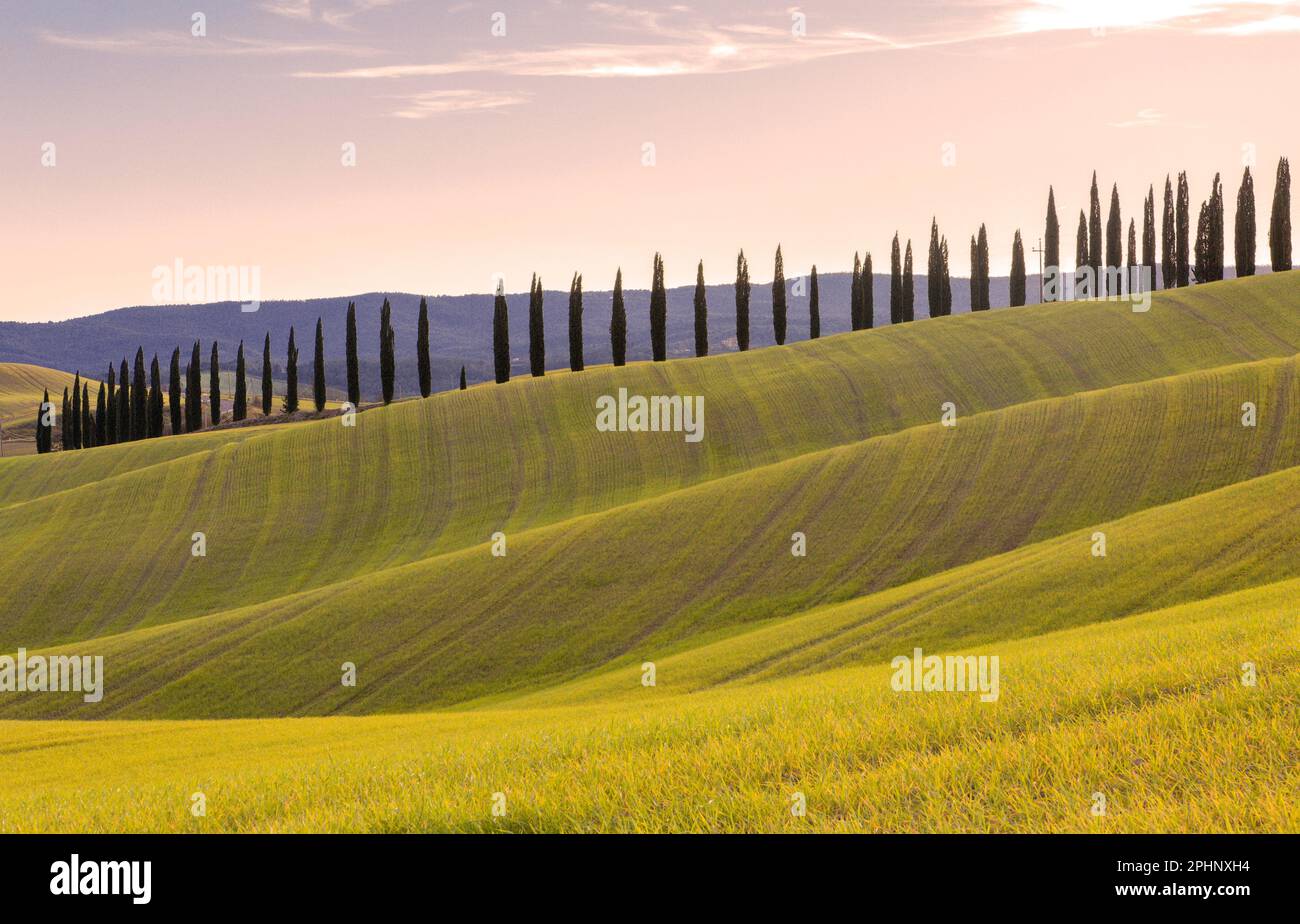 Landscape of Monteroni d'Arbia hills and tuscan cypresses at sunset in a sunny day in the winter. Stock Photo