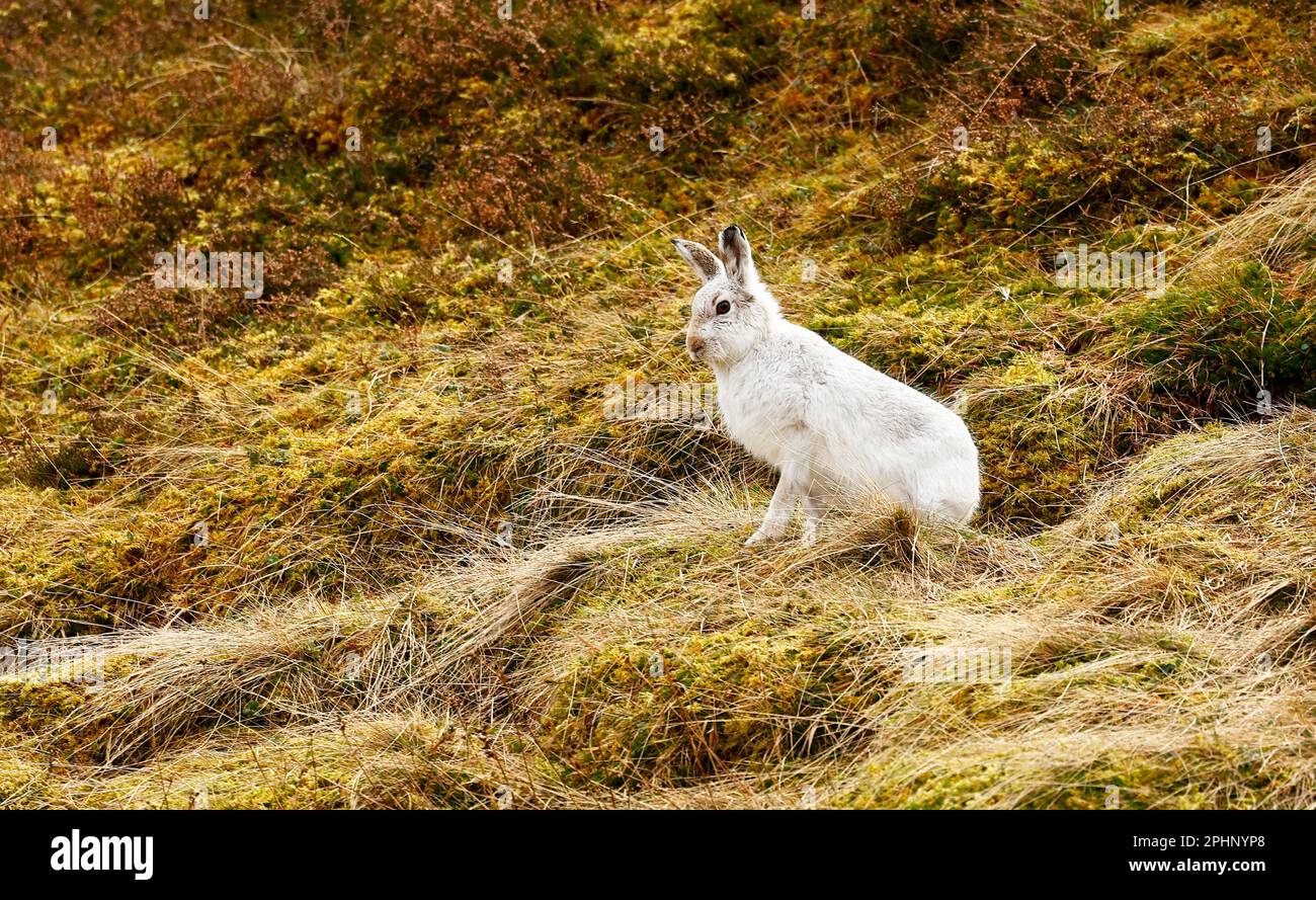 Mountain hare in winter pelage Stock Photo Alamy