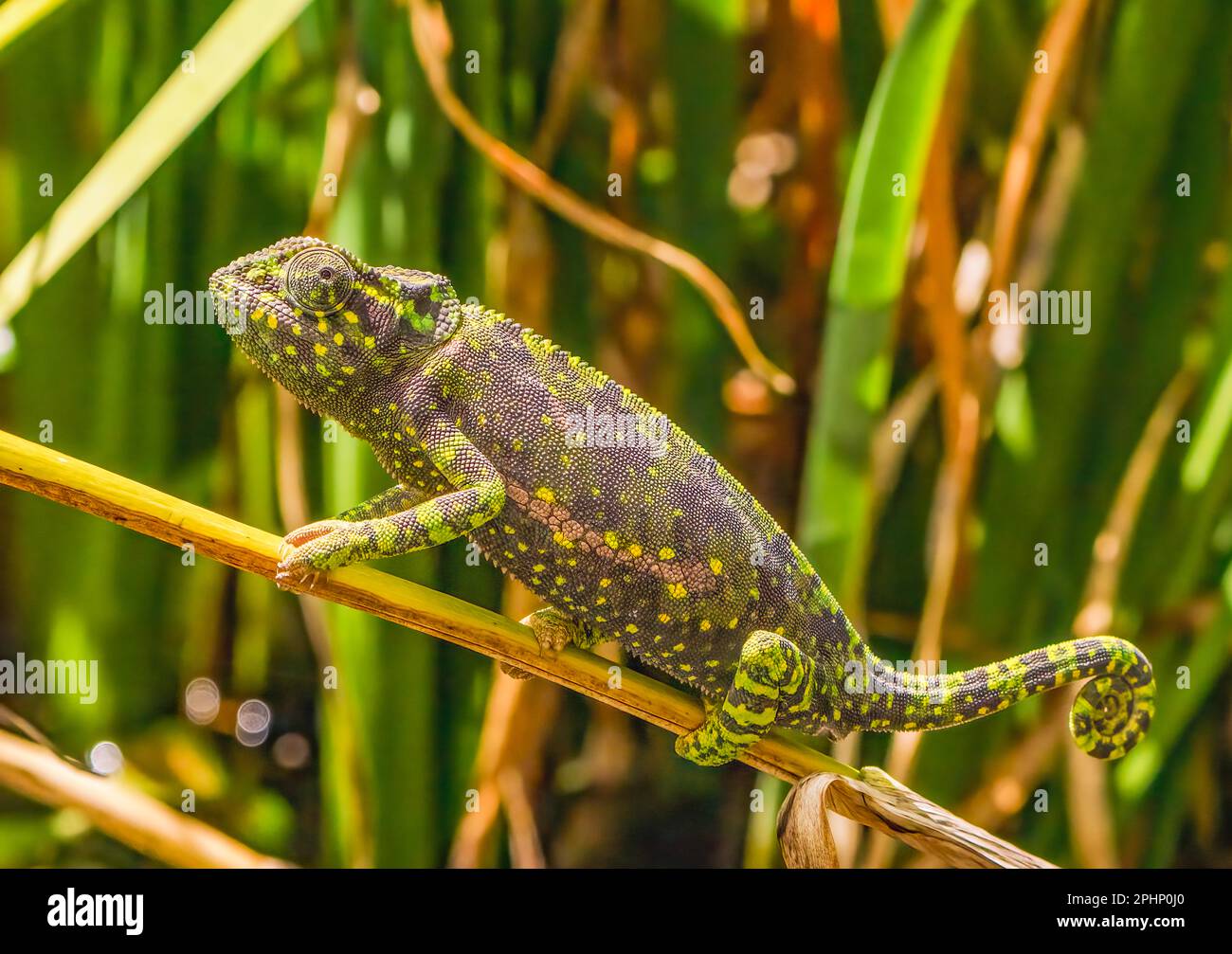 Flap-necked Chameleon Stock Photo