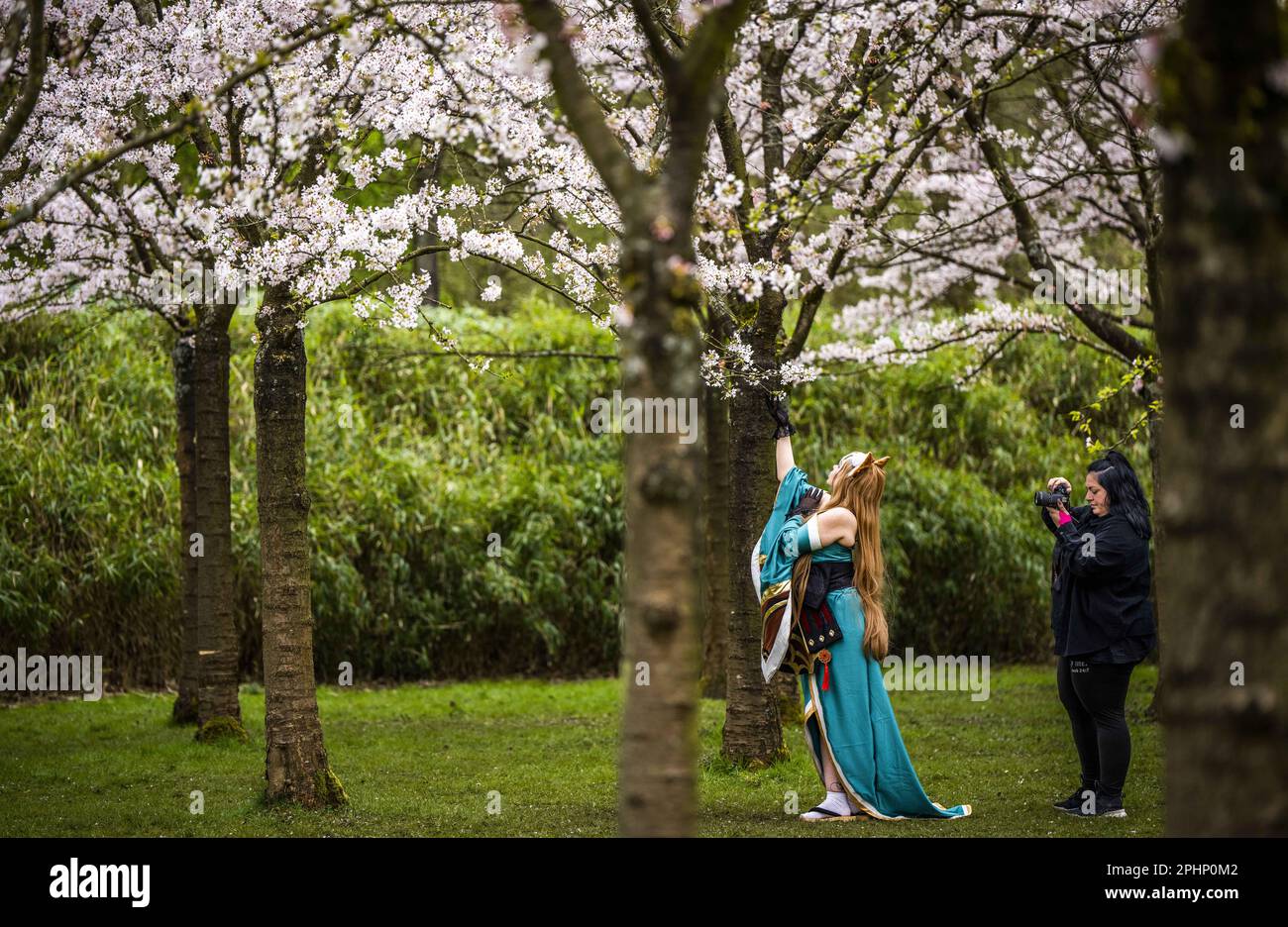 AMSTELVEEN Visitors during the flowering of the Japanese cherry