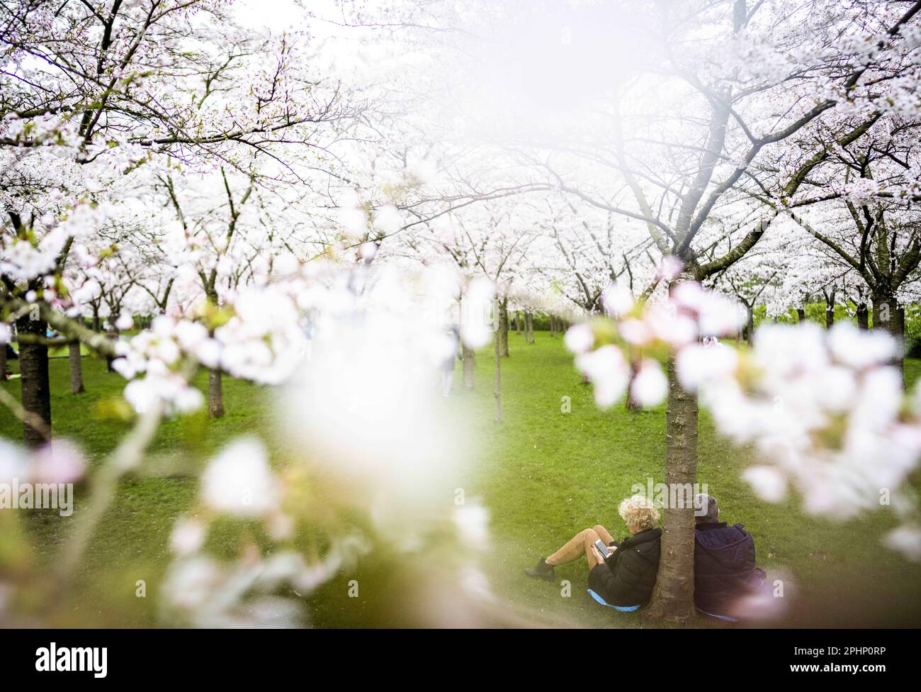 Selective attention flowering plant hires stock photography and images