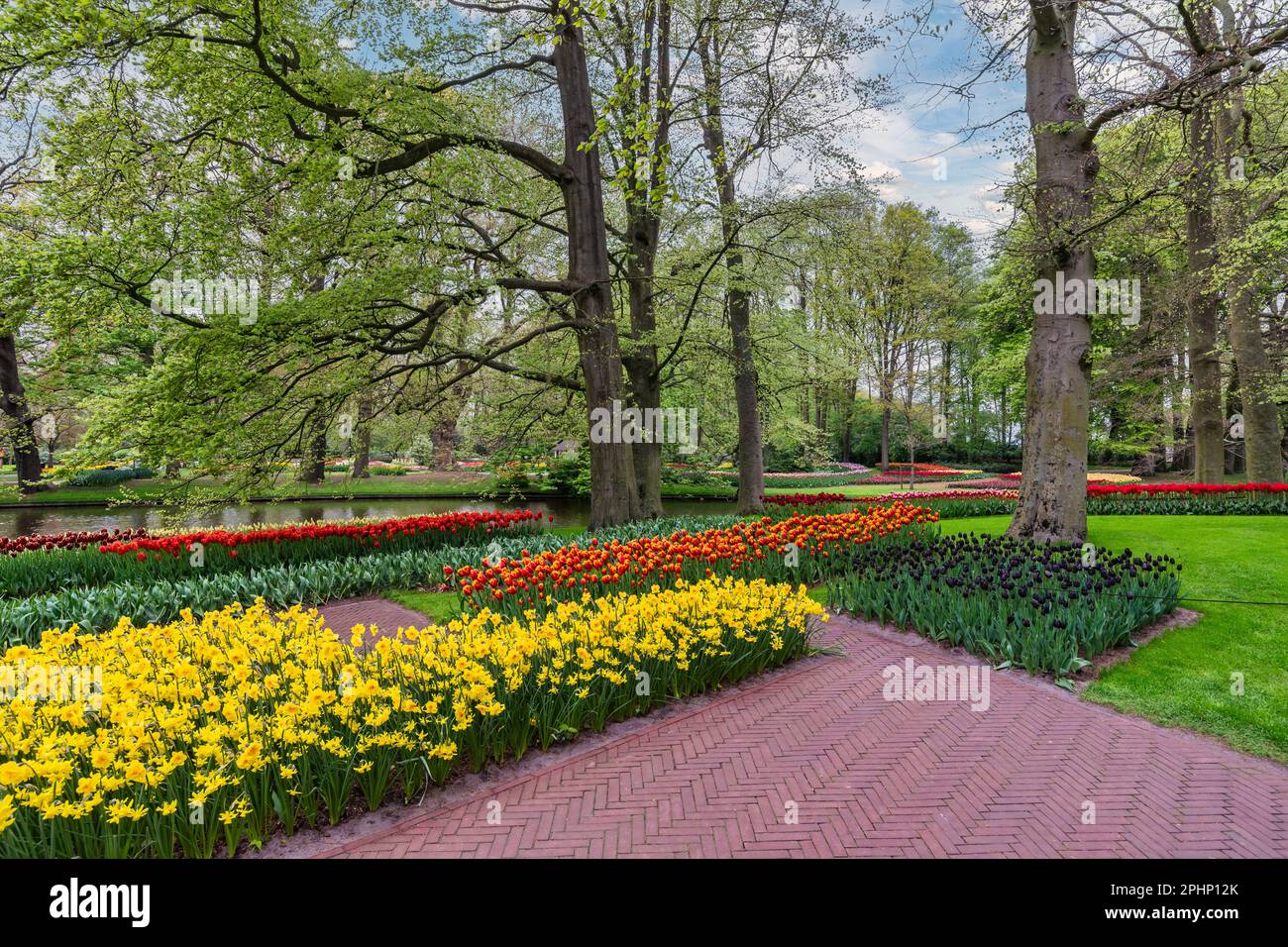 Tulip flower bulb field in garden, spring season in Lisse near ...