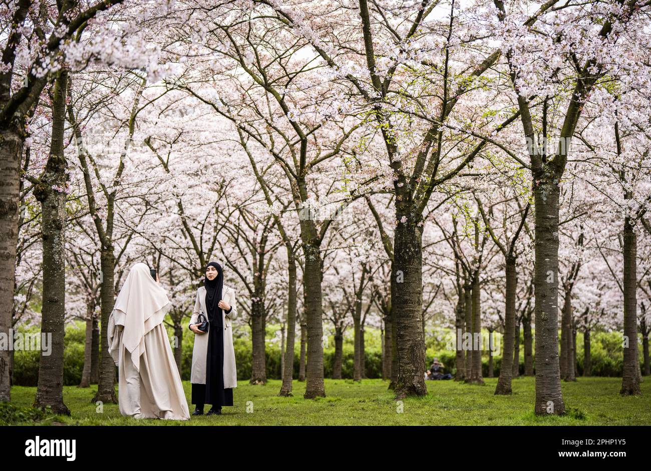 AMSTELVEEN Visitors during the flowering of the Japanese cherry