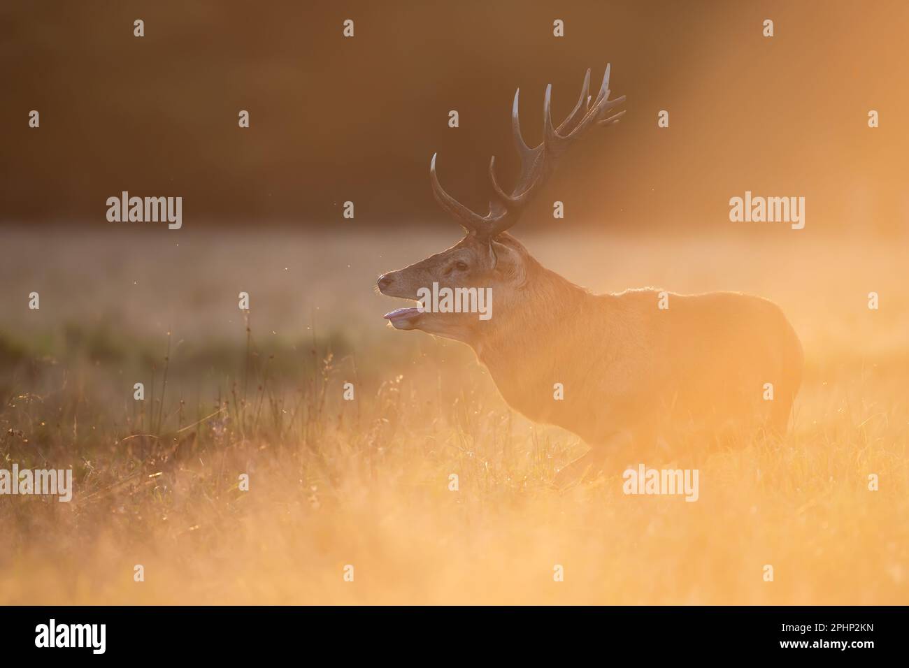 Red Deer stag calling during rutting season at sunrise, UK. Stock Photo