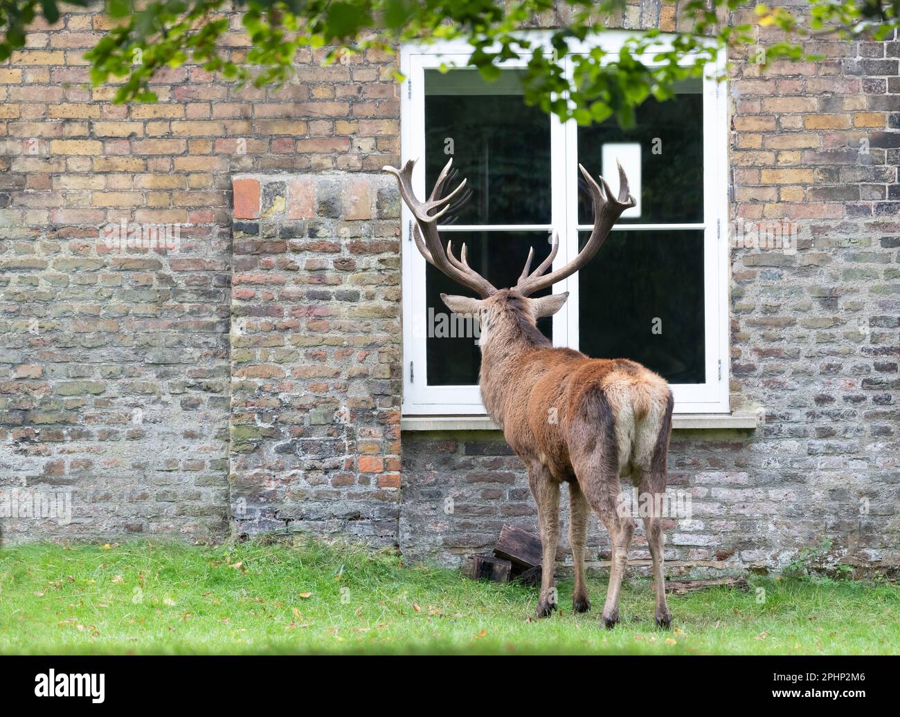 Deer Rudolph Through Window Red deer stag peeking through the window, UK Stock Photo - Alamy