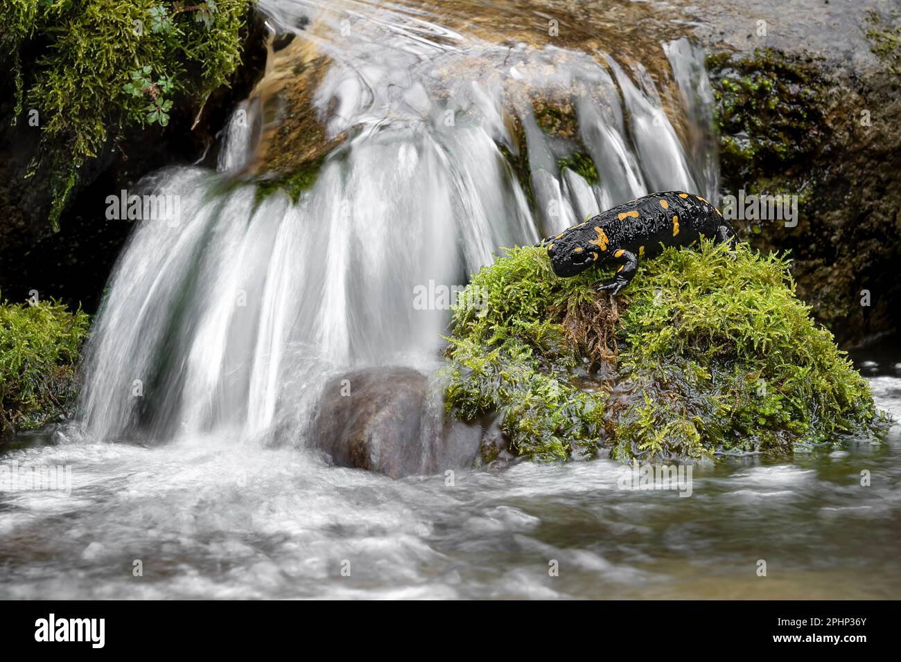 Waterfalls in the Alps mountains with fire salamander (Salamandra salamandra) Stock Photo