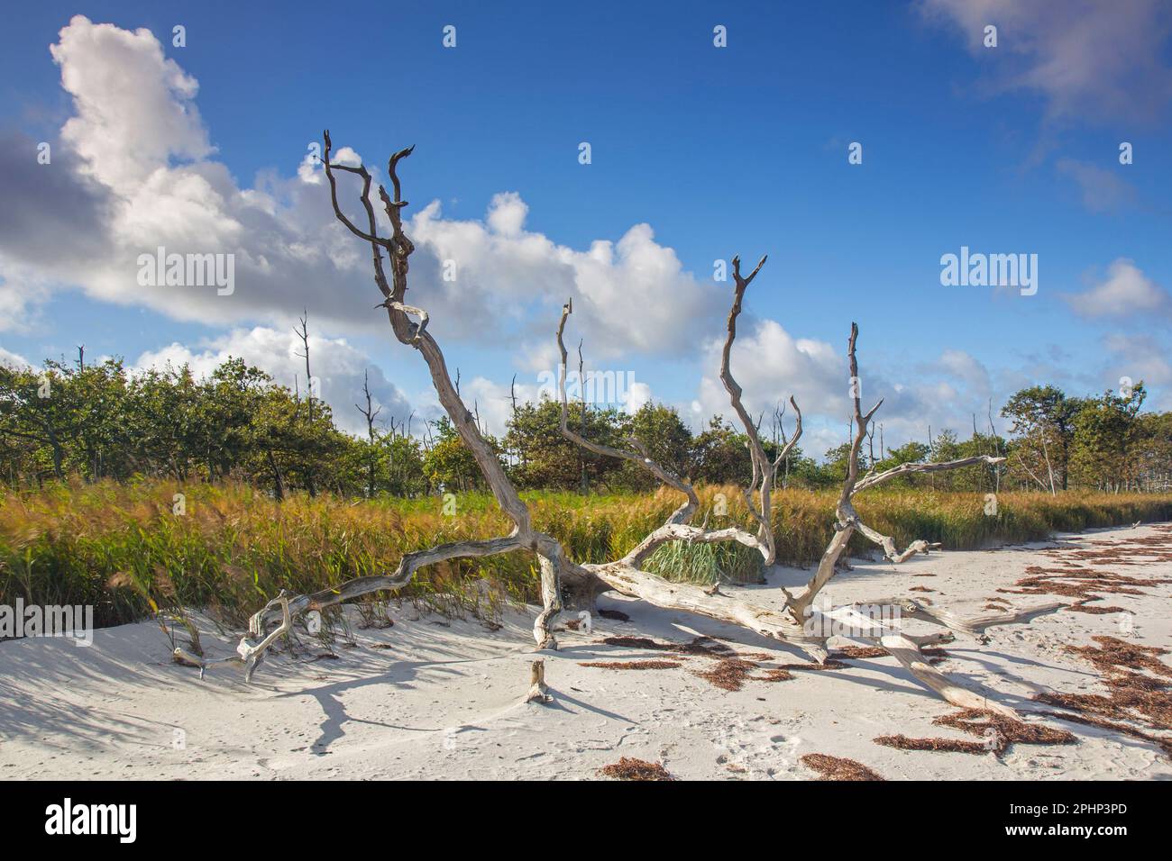 Dead trees / driftwood washed ashore on sandy beach along the Baltic Sea at the Western Pomerania Lagoon Area NP, Mecklenburg-Vorpommern, Germany Stock Photo