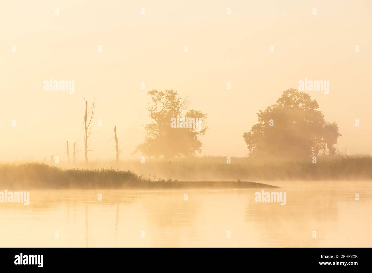 Trees silhouetted at dawn / sunrise along the River Elbe covered in mist at the Lower Saxon Elbe Valley Biosphere Reserve, Lower Saxony, Germany Stock Photo