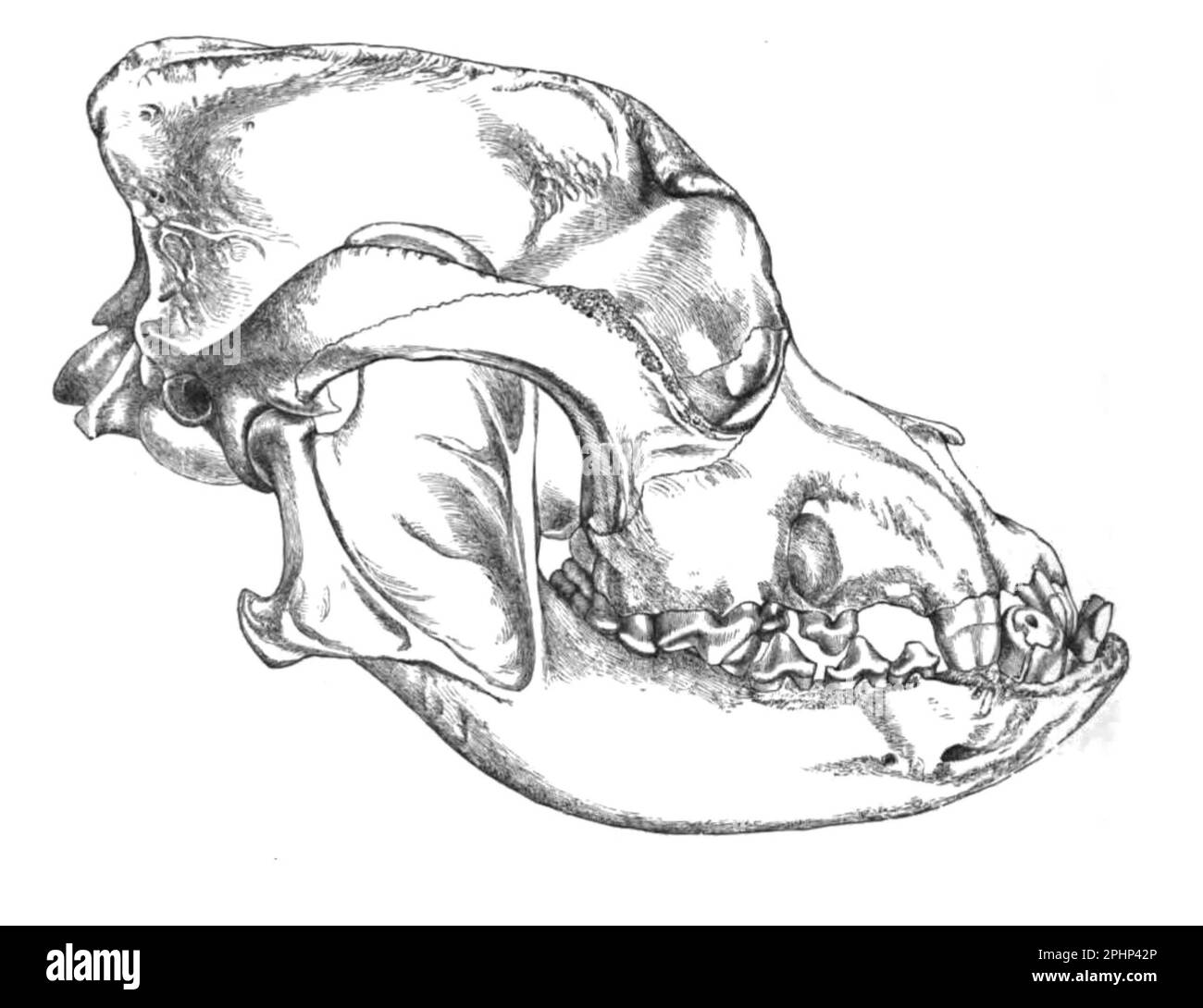 The Dental cosmos. Skull of bulldog. shows a pig which won first prize as  the the express purpose of coursing the hare, best white hog at a Royal  Agricultural in which
