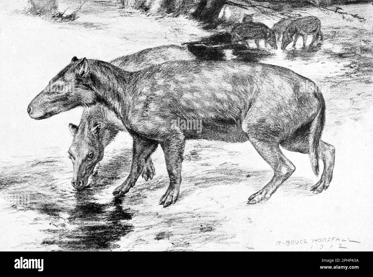 Life restoration of Elomeryx armatus (jr synonym Bothriodon brachyrhynchus) Stock Photo