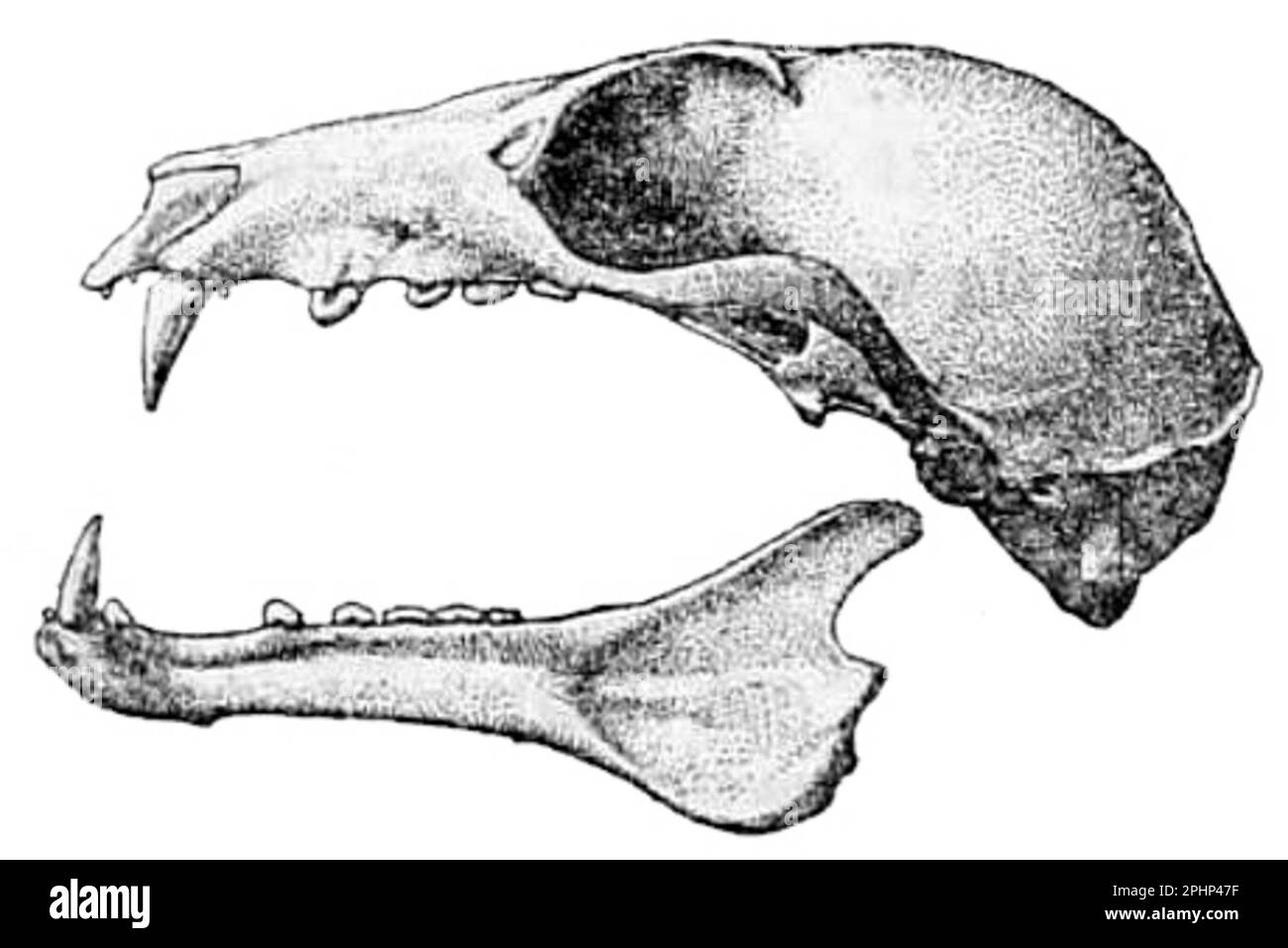 Woodford's fruit bat Stock Photo - Alamy