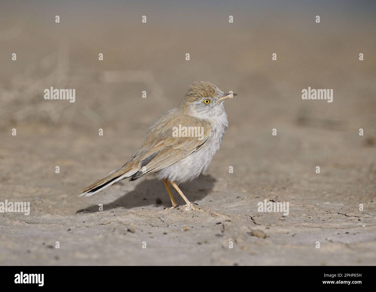 African Desert Warbler - Curruca deserti Stock Photo