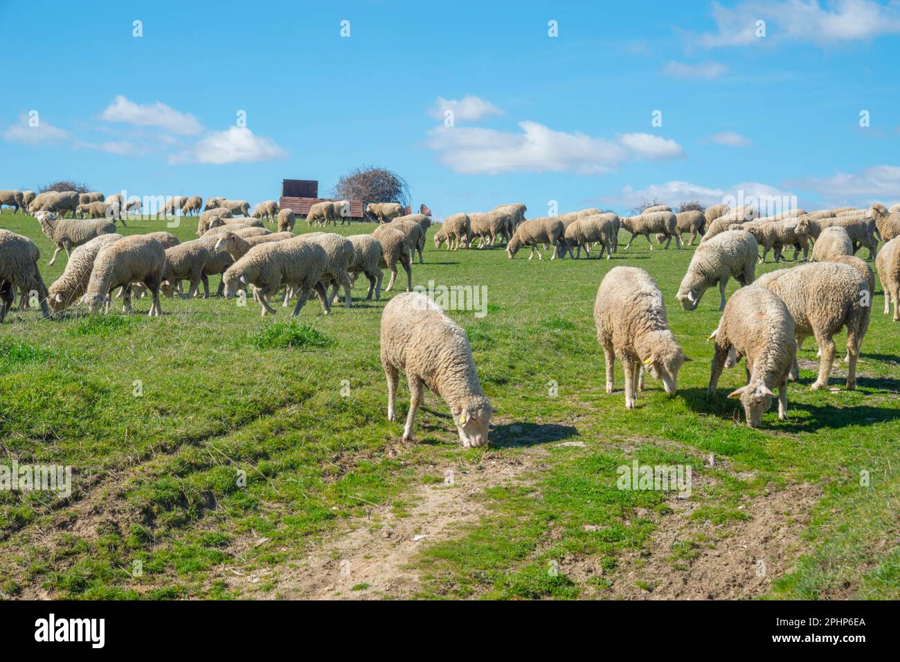 Flock of sheep grazing. Stock Photo