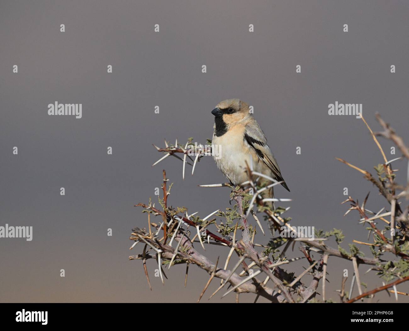 Desert Sparrow - Passer simplex Stock Photo