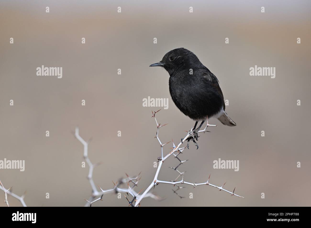 Black Wheatear - Oenanthe leucura Stock Photo