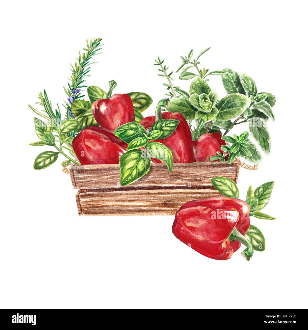 Botanical green pepper illustration hi-res stock photography and images ...